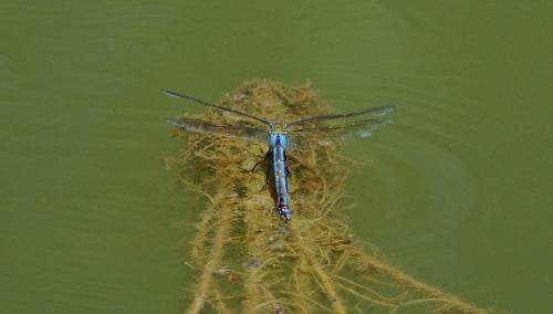 Anax imperator